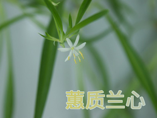 蕙質蘭心